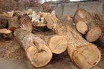 Новости: В Алматы предложили повысить штрафы за незаконную вырубку деревьев