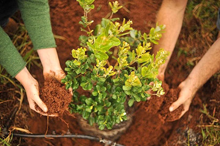 Новости: Редкие сорта деревьев посадят в Астане