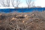 Новости: В Алматы по поддельному разрешению снесли 35 деревьев