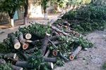 Новости: Куда жаловаться на незаконную вырубку деревьев