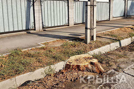 В Алматы спилят более 750 здоровых деревьев