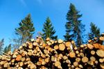 Новости: На сколько увеличат компенсацию за вырубку краснокнижных деревьев