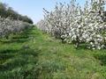 Плодоносящий яблоневый сад за 18 млн 〒 в Есик — фото 9