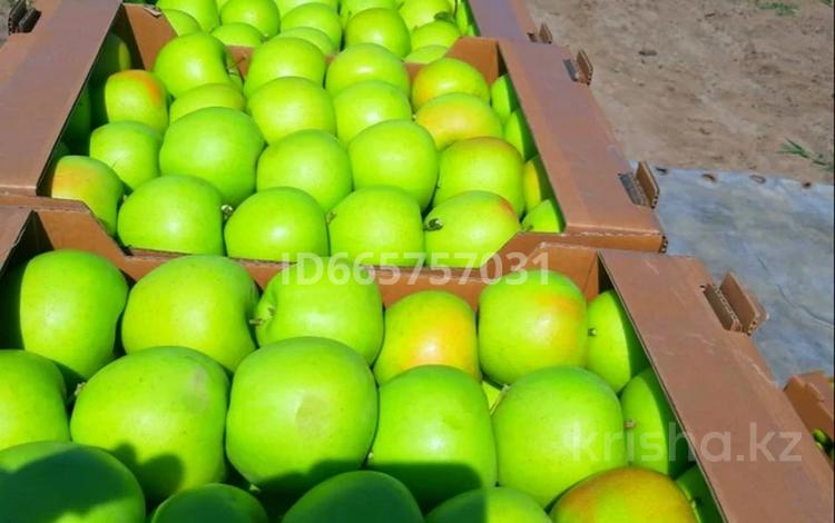 Плодоносящий яблоневый сад за 18 млн 〒 в Есик