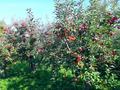 Плодоносящий яблоневый сад за 18 млн 〒 в Есик — фото 3