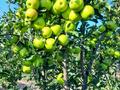 Плодоносящий яблоневый сад за 18 млн 〒 в Есик — фото 4