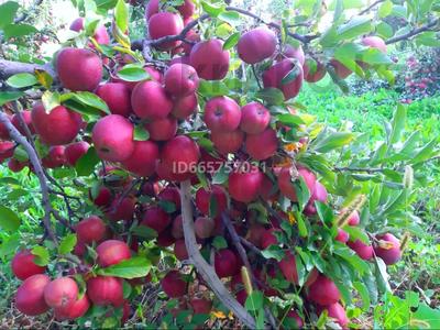 Плодоносящий яблоневый сад за 18 млн 〒 в Есик
