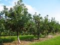 Плодоносящий яблоневый сад за 18 млн 〒 в Есик — фото 6