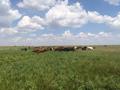 действующую ферму, крестьянское хозяйство за ~ 54.2 млн 〒 в Шахтинске — фото 24