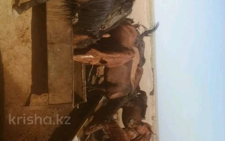 Фазенда с лошадьми за 100 млн 〒 в Узынагаш