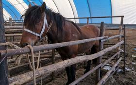 ферму для разведения лошадей и крс за 70 млн 〒 в Костанае