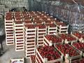 с/х налаженное производство выращивание винограда и клубники за 250 млн 〒 в Алматинской обл.