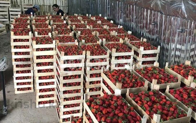 с/х налаженное производство выращивание винограда и клубники за 250 млн 〒 в Алматинской обл.