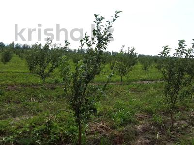 Яблоневый сад на 100 гектарах за ~ 2.1 млрд 〒 в Алматинской обл.