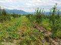 Яблоневый сад на 100 гектарах за ~ 2.4 млрд 〒 в Алматинской обл. — фото 14
