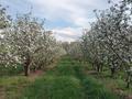 Яблоневый сад на 100 гектарах за ~ 2.4 млрд 〒 в Алматинской обл.