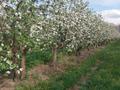 Яблоневый сад на 100 гектарах за ~ 2.4 млрд 〒 в Алматинской обл. — фото 2