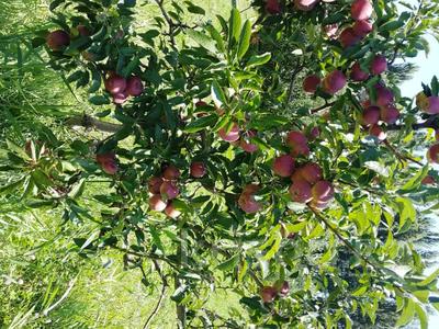 Яблоневый сад на 100 гектарах за ~ 2.1 млрд 〒 в Алматинской обл.