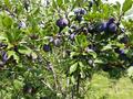 Яблоневый сад на 100 гектарах за ~ 2.4 млрд 〒 в Алматинской обл. — фото 7