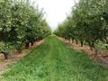 Яблоневый сад на 100 гектарах за ~ 2.4 млрд 〒 в Алматинской обл. — фото 4