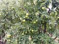 Яблоневый сад на 100 гектарах за ~ 2.4 млрд 〒 в Алматинской обл. — фото 11
