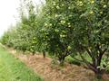 Яблоневый сад на 100 гектарах за ~ 2.4 млрд 〒 в Алматинской обл. — фото 12