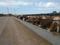 Действующая животноводческая мясо-молочная ферма за 340 млн 〒 в Акбастау