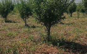 фазенда яблоневый сад Маловодное Тескенсу за 29 млн 〒