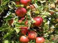 Интенсивный яблоневый сад за ~ 1.4 млрд 〒 в Узынагаш — фото 4