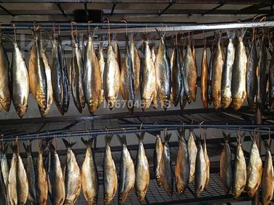 3 цеха Колбасный Коптильный Рыбный и Инкубационный за 310 млн 〒 в Шымкенте, Каратауский р-н