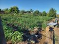 Дача с участком в 8 сот., 1 водоколонка 1 трестовские сады 3 линия за 3.5 млн 〒 в Балхаше — фото 6